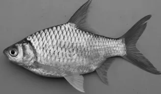 চিত্র- রাজপুঁটি মাছ