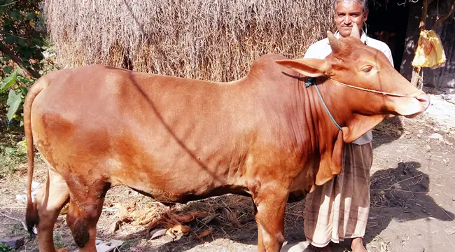 চিত্র- রেড চিটাগাং জাতের গরু