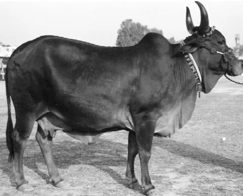 চিত্র- লাল সিন্ধি জাতের গরু