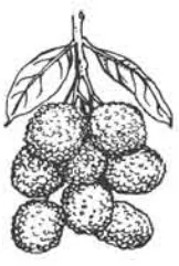 চিত্র- লিচু