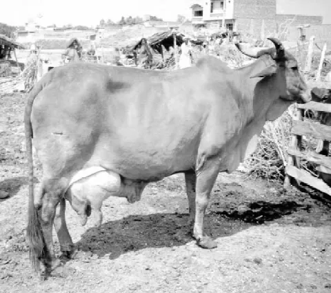 চিত্র- শাহীওয়াল জাতের গরু