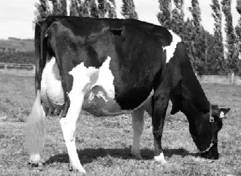 চিত্র- হলস্টেন ফ্রিজিয়ান জাতের গরু