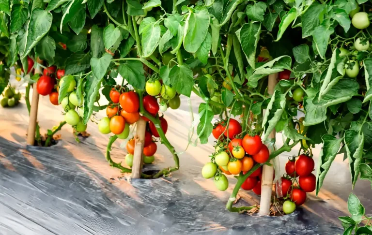 টমেটো চাষ পদ্ধতি