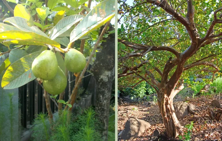 পেয়ারা গাছের পরিচর্যা, পেয়ারা গাছের বৈশিষ্ট্য ও পেয়ারা চাষ পদ্ধতি