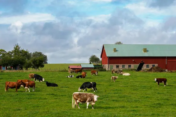 লাভজনক খামার করতে ও গরুর খামার করে লস করতে না চাইলে করণীয়