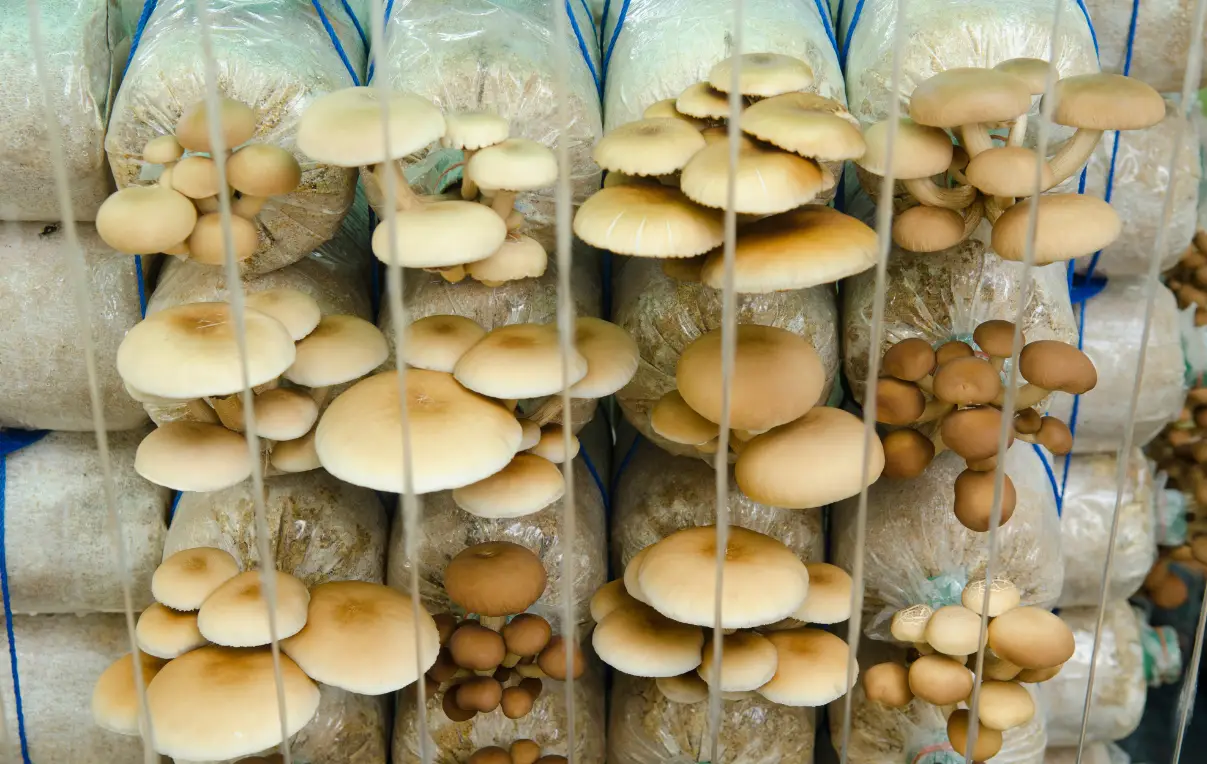 মাশরুম চাষ পদ্ধতি, ওয়েস্টার মাশরুম চাষ পদ্ধতি, স্ট্র মাশরুম চাষ পদ্ধতি এবং ঘরের ভিতরে