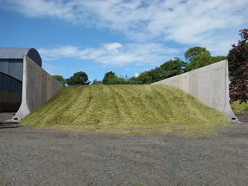 বাংকার সাইলো এর মাঝে কুচ কুচ করা ঘাসেকে চাপ দিয়ে কম্পেরস করে স্তুপ করা