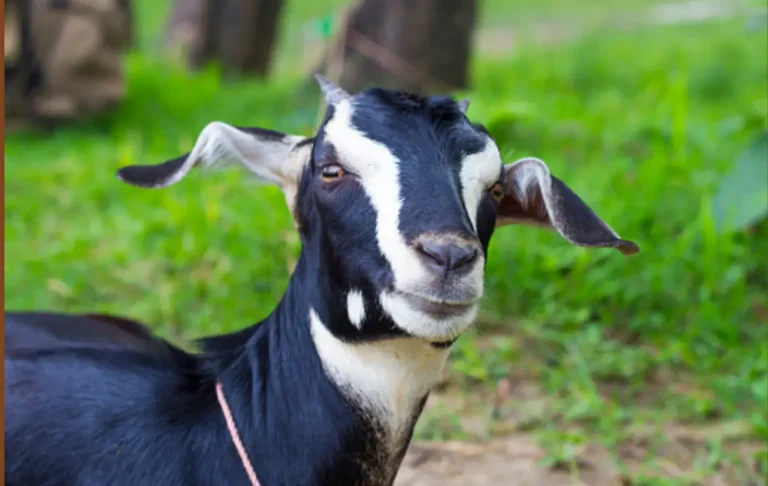 ব্ল্যাক বেঙ্গল ছাগল চেনার উপায় বা ব্ল্যাক বেঙ্গল ছাগলের বৈশিষ্ট্য কি
