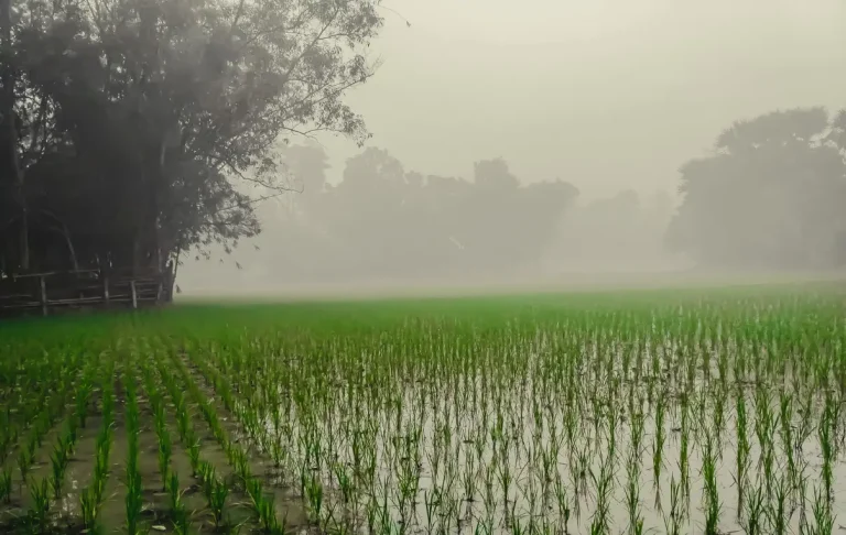 Paragraph A Winter Morning in Bangladesh (class 5- 12)