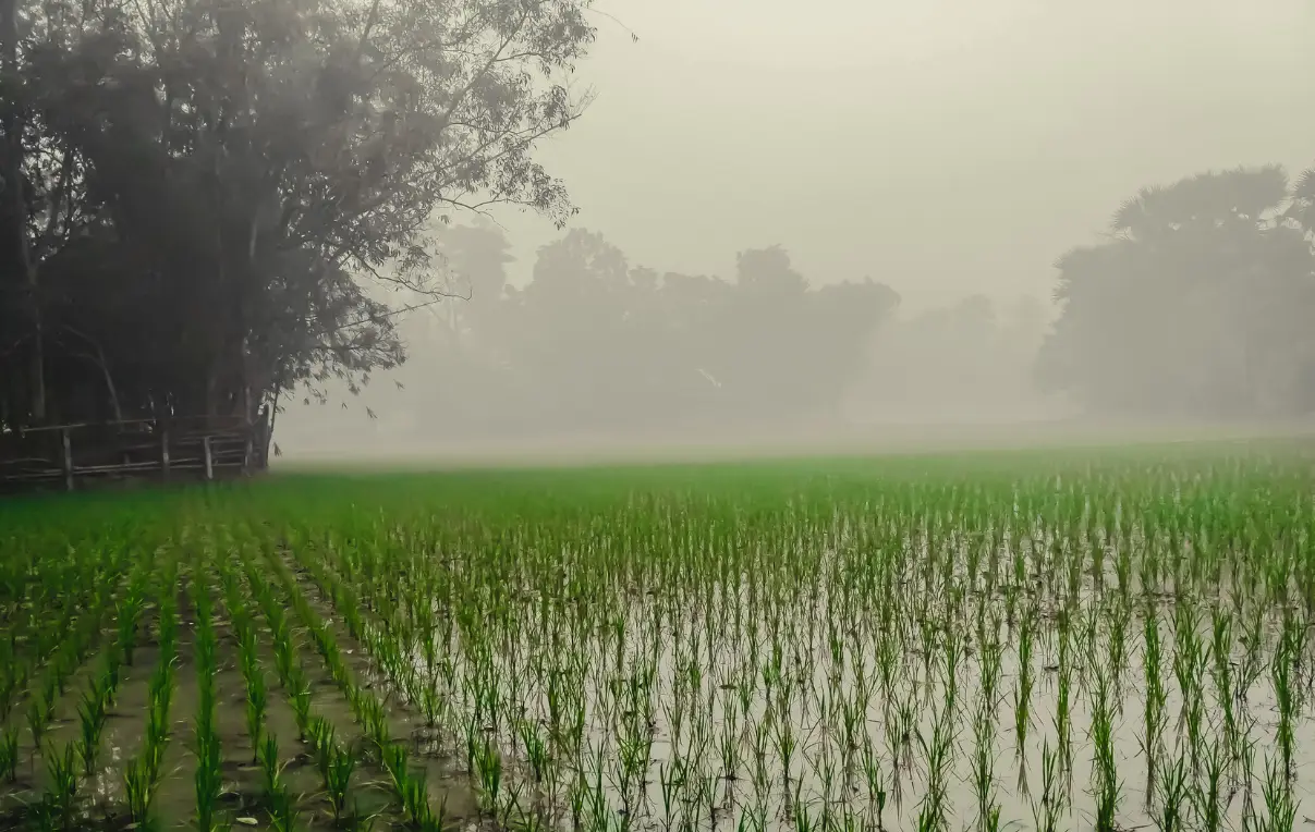 Paragraph A Winter Morning in Bangladesh (class 5- 12)