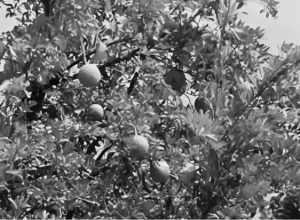 চিত্র- বেল