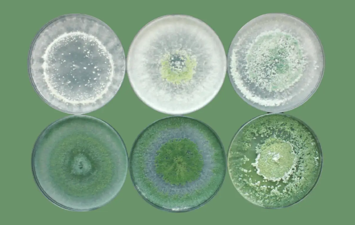 ট্রাইকোডার্মা কি, ট্রাইকোডার্মা অণুজীব সার কাকে বলে