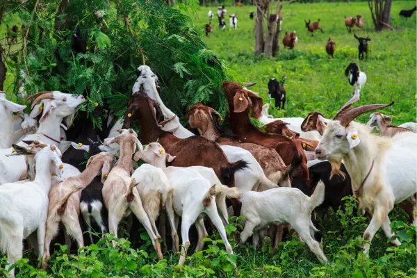 ছাগলের খামার শুরুর আগে কিছু কথা জেনে রাখুন, Chagoler Khamar By ইনফরমেশন বাংলা ডটকম (informationBangla.com)