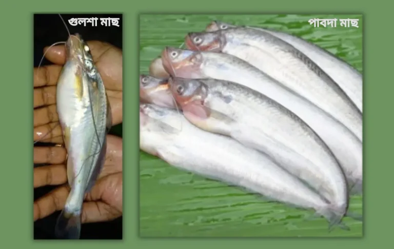 পাবদা ও গুলশা-টেংরা মাছের চাষ পদ্ধতি