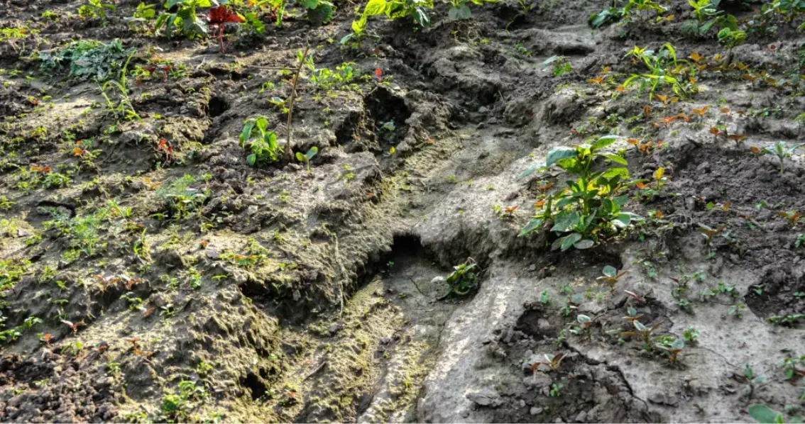 ভূমিক্ষয় কি, কাকে বলে, ভূমিক্ষয়ের প্রধান কারণ কি