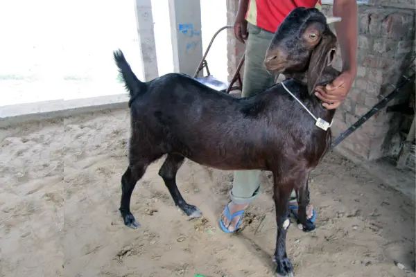 শিরোহি জাতের ছাগলের বৈশিষ্ট্যঃ শিরোহি জাতের ছাগল চেনার উপায় (informationbangla.com)