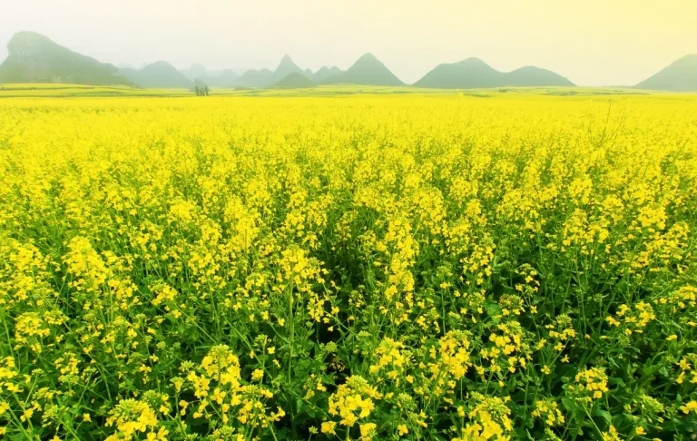 সরিষা কোন মাটিতে ভালো হয়, সরিষা চাষ পদ্ধতি, বিঘা প্রতি সরিষার ফলন