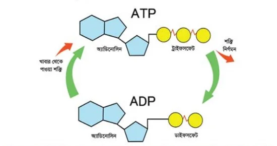 ATP ভেঙে ADP ও ফসফেট উৎপাদন বিক্রিয়া জীবনীশক্তি কি/কাকে বলে? ATP এর পূর্ণরূপ কি? ATP কি/কাকে বলে? ও ATP এর কাজ ভূমিকা কি? #জীববিজ্ঞান শিক্ষা জীববিজ্ঞান জীববিজ্ঞান ✅ জীবনীশক্তি কি/কাকে বলে? ATP এর পূর্ণরূপ কি? ATP কি/কাকে বলে? ও ATP এর কাজ ভূমিকা কি? #জীববিজ্ঞান চিত্রঃ ATP ভেঙে ADP ও ফসফেট উৎপাদন বিক্রিয়া