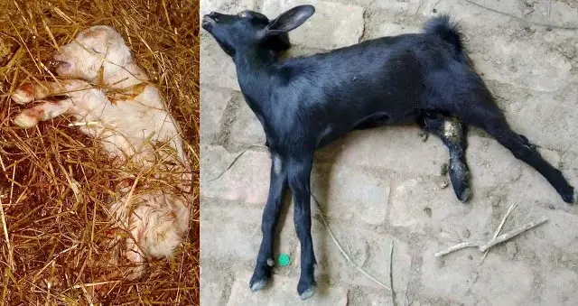 মৃত ছাগলের বাচ্চা
