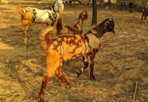 শিরোহি জাতের ছাগল