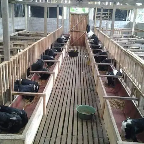 স্টল ফিডিং পদ্ধতিতে ছাগল পালন খামার