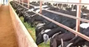 স্টল ফিডিং পদ্ধতিতে ছাগল ফার্ম