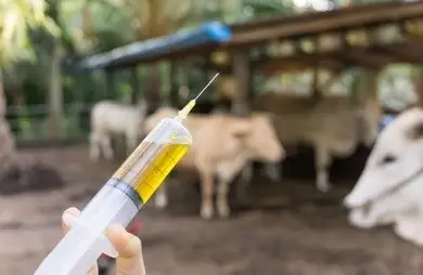 কোরবানির গরু কেনার আগে ও কুরবানির গরু কেনা সময় লক্ষ্যণীয় বিষয়