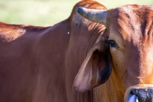 গরু মােটাতাজাকরণ