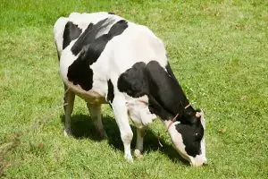 গর্ভবতী গাভী চেনার শারীরিক বৈশিষ্ট্য সমূহ কি
