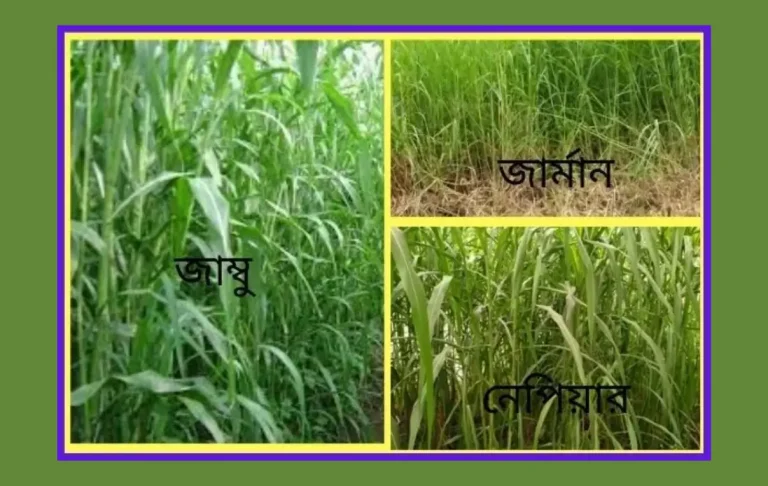 ঘাসের উন্নত জাত পরিচিত এবং ঘাস উৎপাদন চাষ পদ্ধতি