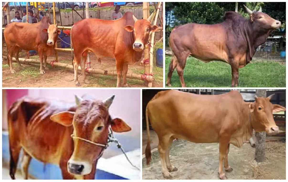 চট্টগ্রামের লাল গরুর জাত বা আরসিসি বা রেড চিটাগাং ক্যাটেল বা অষ্টমুখী লাল গরু