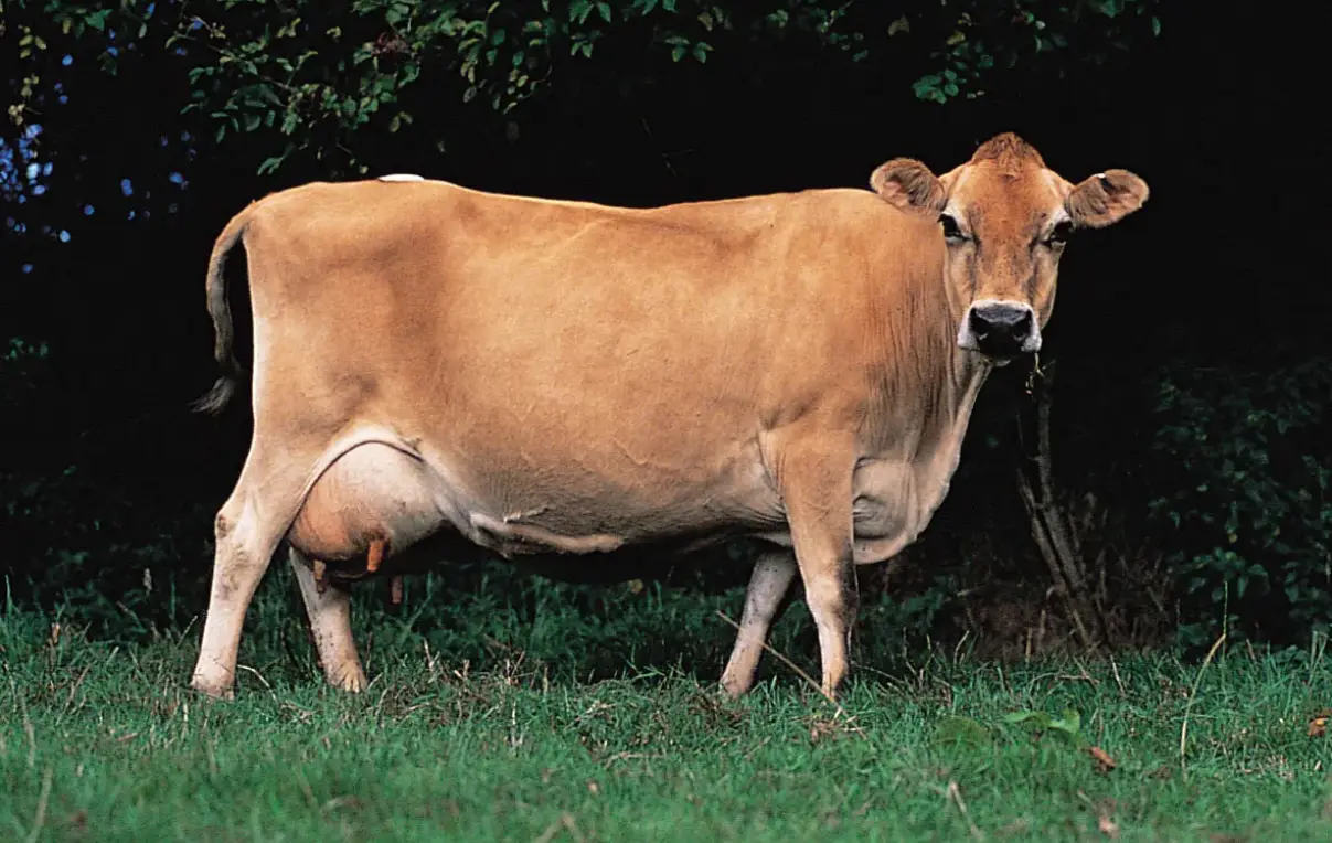 জার্সি গরুর জাত