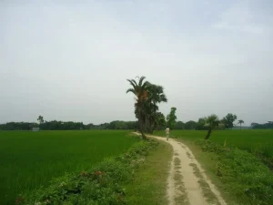 ডেইরি খামারের জমি উঁচু রাখুন, ডেইরি খামার করার নিয়ম