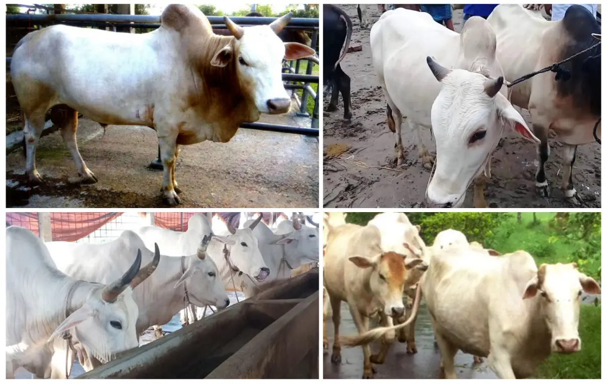 ঢাকা মুন্সিগঞ্জ এলাকার গরু জাত বা মীরকাদিমের ধবল জাতের গরু