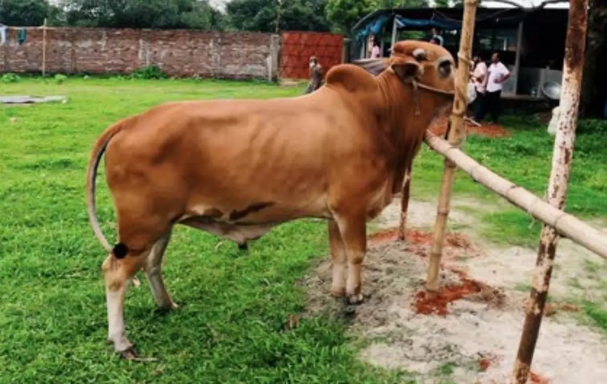 দেশী গরুর জাত