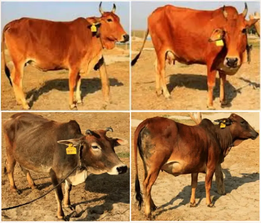 পাবনা জেলার জাতের গরু