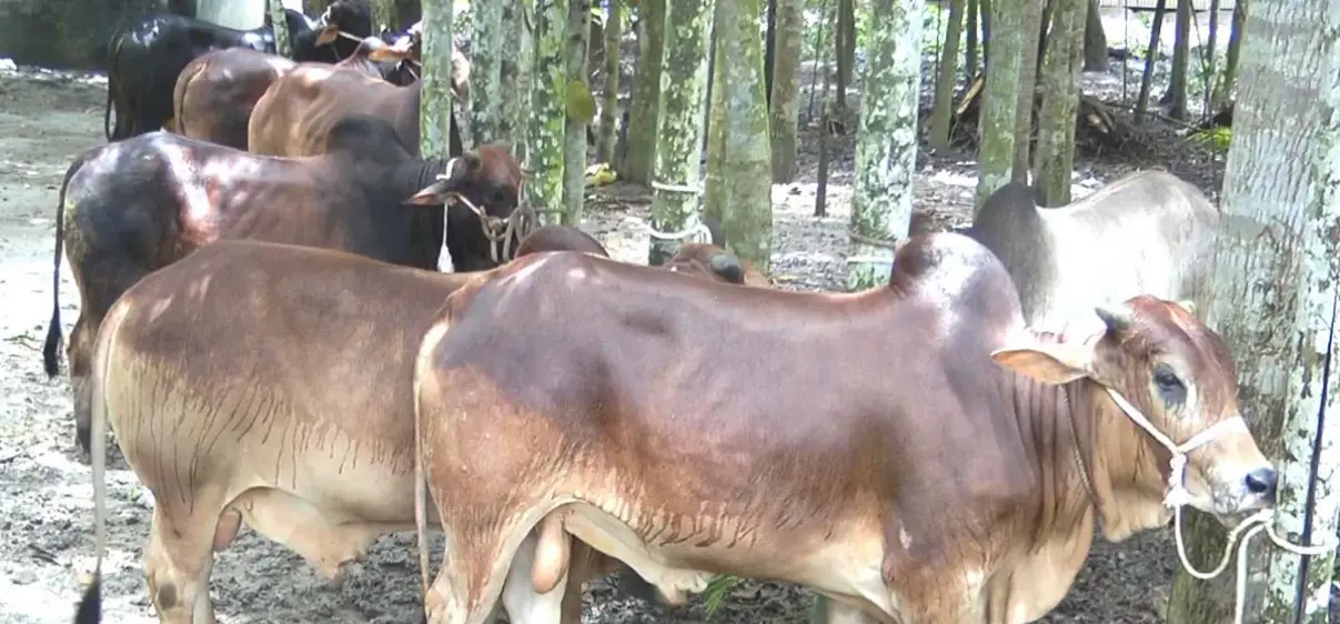 ফরিদপুর জেলার গরুর জাত