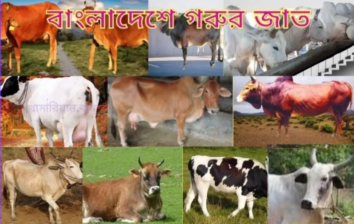 বাংলাদেশে গরুর জাত কত প্রকার, গরুর জাতের নাম ও গরুর জাত পরিচিতি