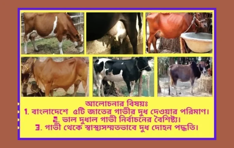 বাংলাদেশের কোন জাতের গাভী সবচেয়ে বেশি দুধ দেয়, কোন জাতের গাভী ভাল, নাম, ছবি ও বৈশিষ্ট্য