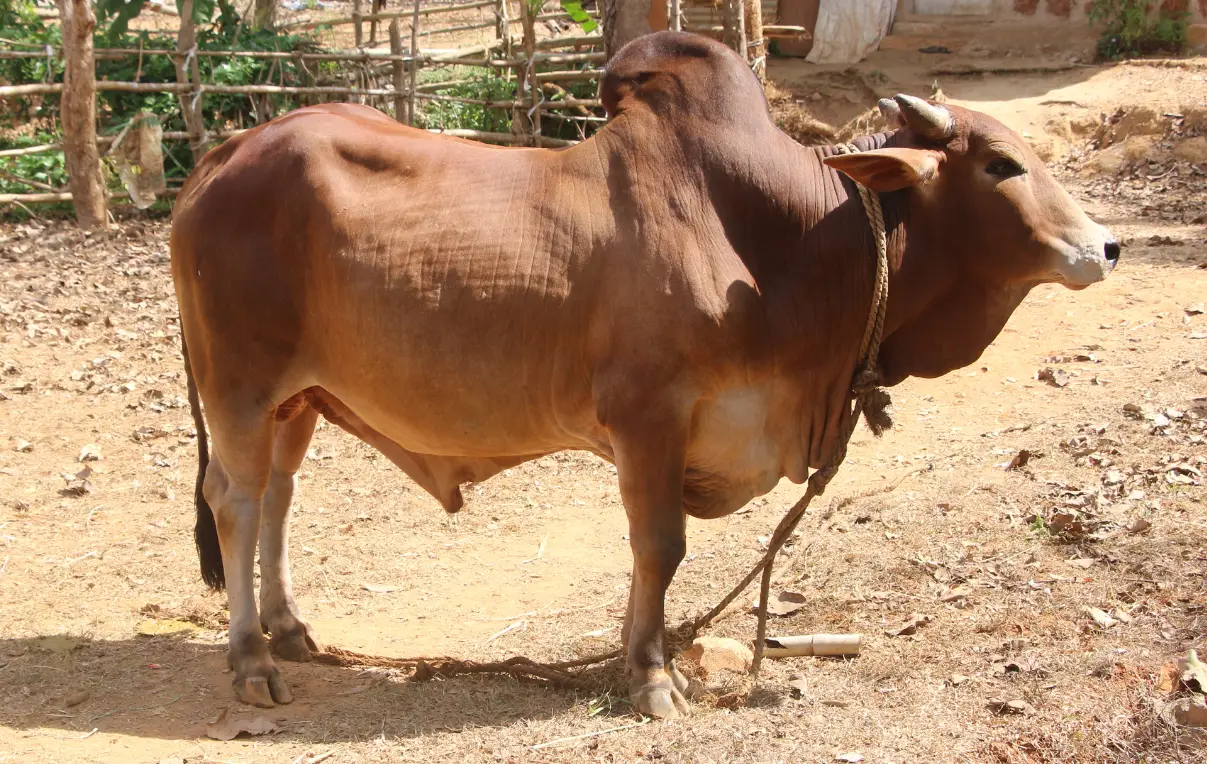 শাহিওয়াল গরুর জাত