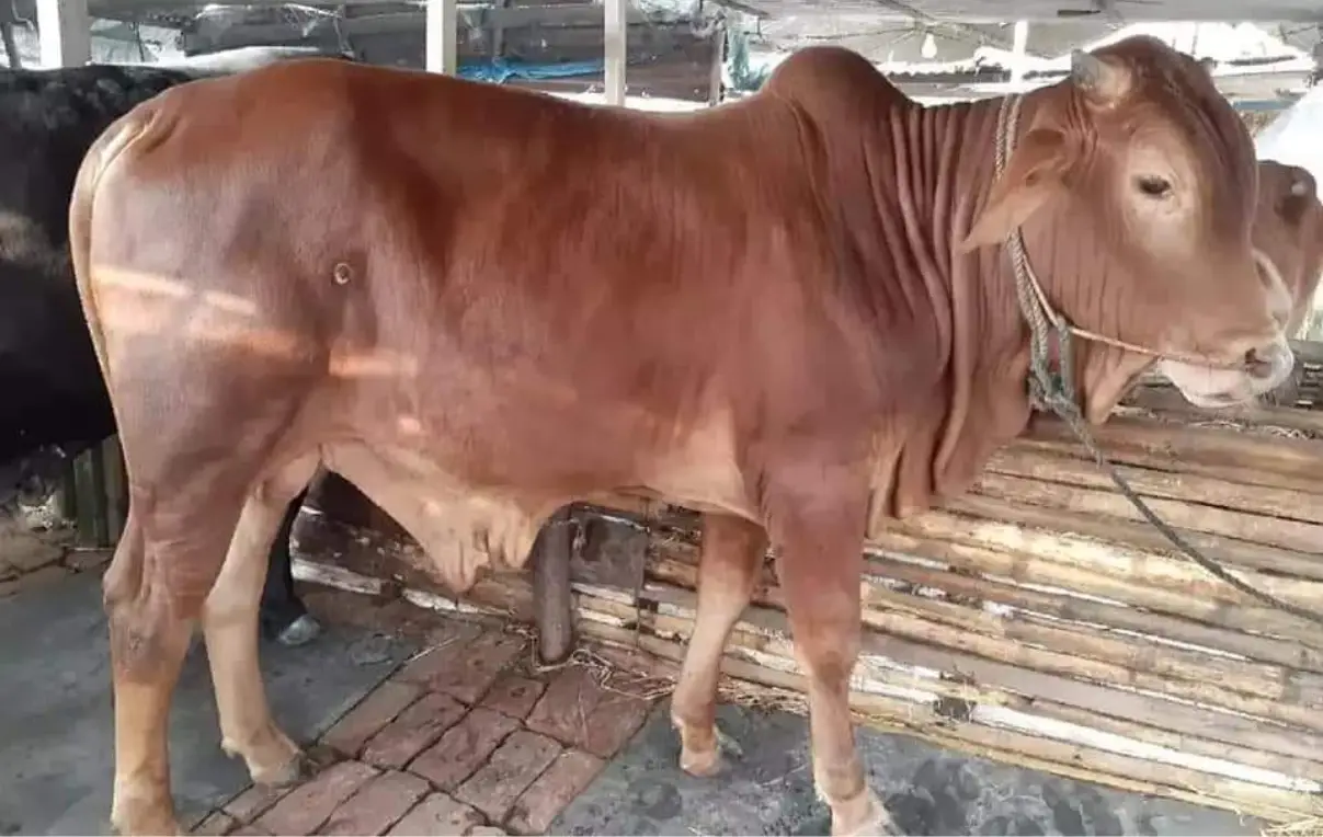 সংকর বা ক্রস গরুর জাত