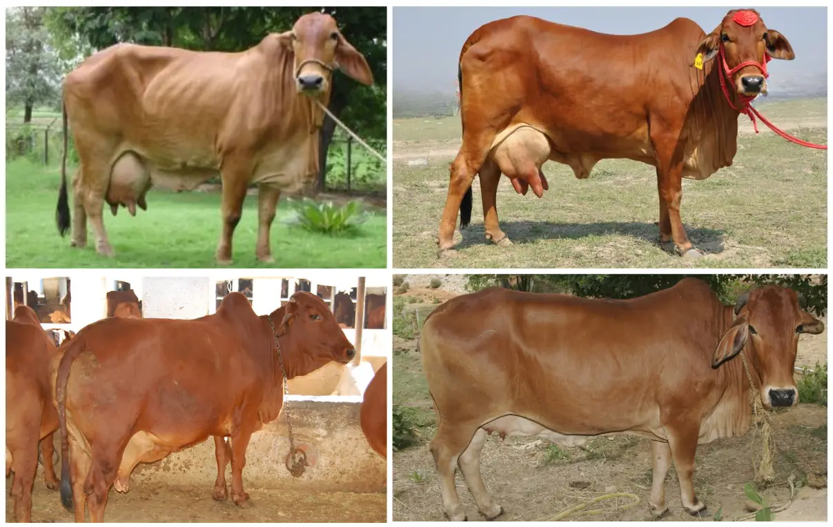 সিদ্ধি গরুর জাত