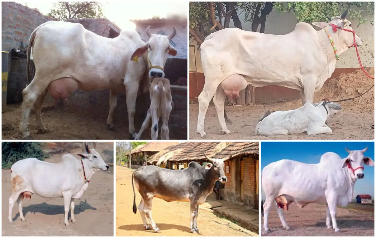 হারিয়ানা জাতের গরু