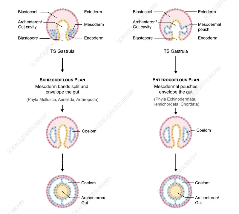 Schizocoelous ও Enterocoelous সিলোমের উৎপত্তি