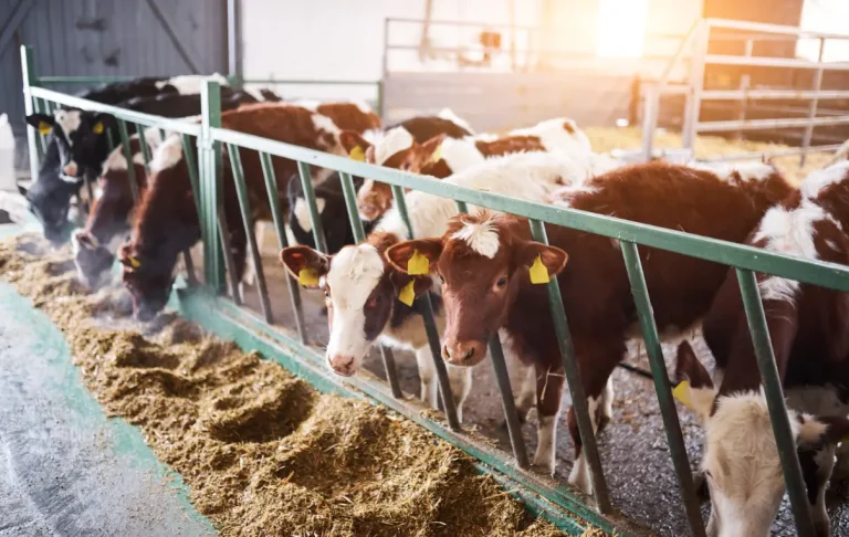 গরু খাবার খায় না, অ্যানোরেক্সিয়া, ৩টি গরু না খাওয়ার কারণ জানুন