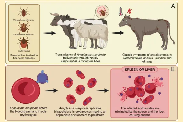 গরুর রোগের নামঃ এনাপ্লাজমোসিস (Anaplasmosis), গরুর রোগের লক্ষণ, গরুর রোগ ও চিকিৎসা, গরুর রোগ ও