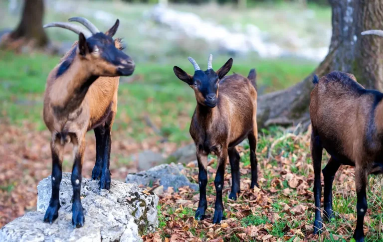 ছাগলের রোগ প্রতিরোধে কি করতে হবে, ছাগলের কমন রোগ সমূহ কি, অসুস্থ ছাগল চেনার উপায়
