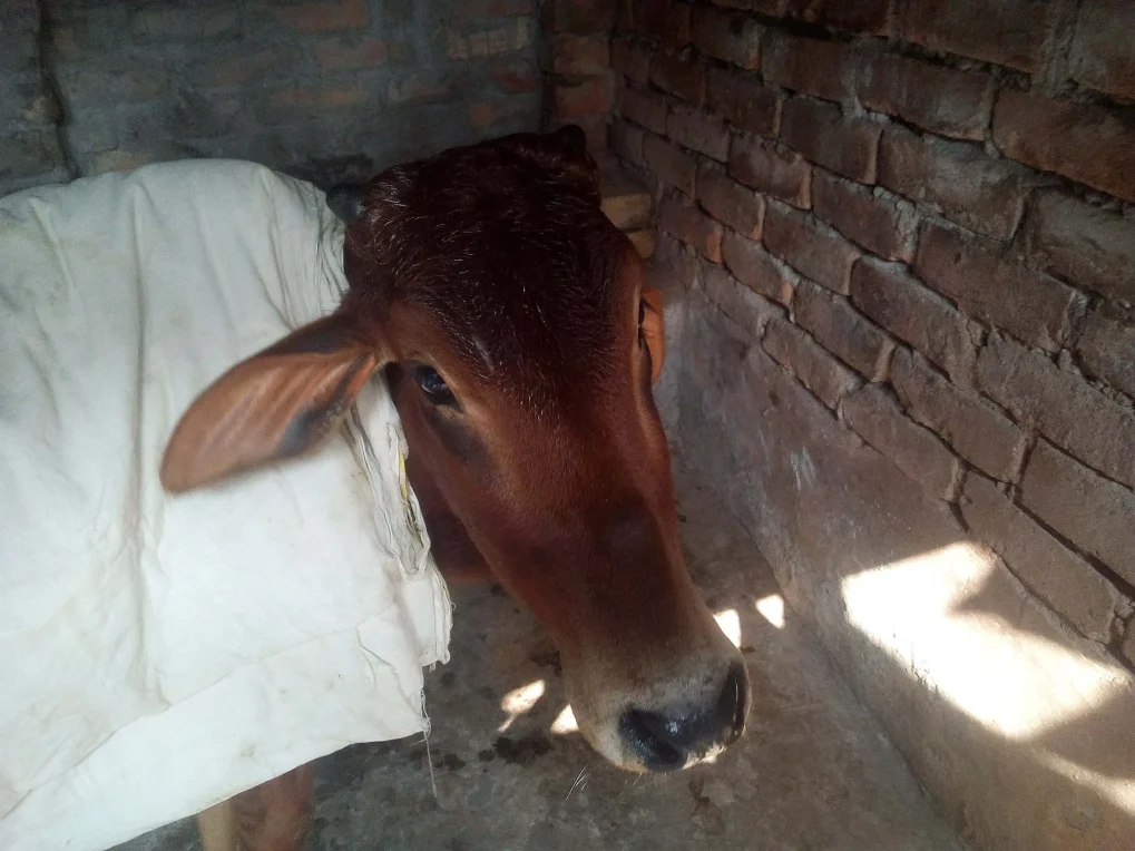 গরুর-খায়-না