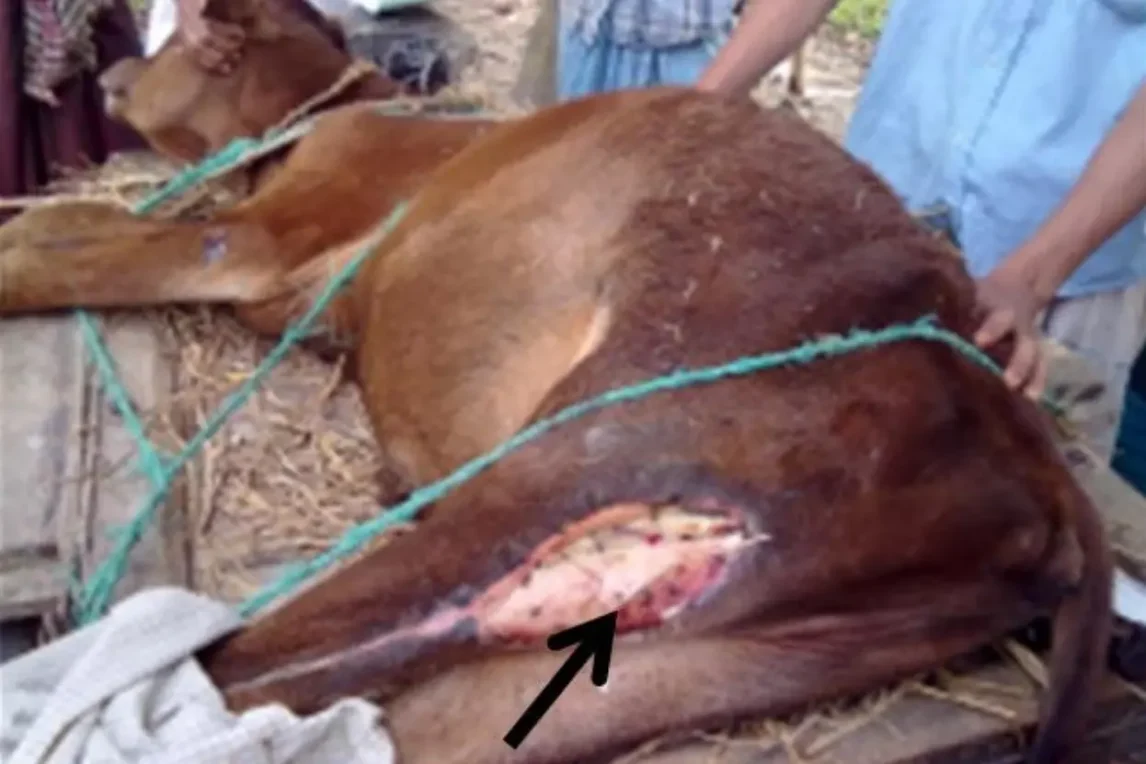 গরুর বাদলা রোগ কী? কারণ, লক্ষণ, চিকিৎসা ও প্রতিরোধের উপায় গরুর বাদলা রোগ কী, কারণ, লক্ষণ, চিকিৎসা ও প্রতিরোধের উপায়