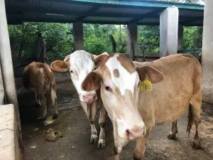 গর্ভবতী-গাভীর-যত্ন-গর্ভবতী-গাভীর-পরিচর্যা-গর্ভবতী-গাভীর-খাদ্য-ও-খামার-ব্যবস্থাপনা